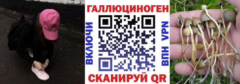 Галлюциногенные грибы Psilocybine cubensis Лесосибирск